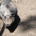 Fettes Schwein von der Grillranch