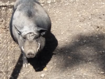 Fettes Schwein von der Grillranch