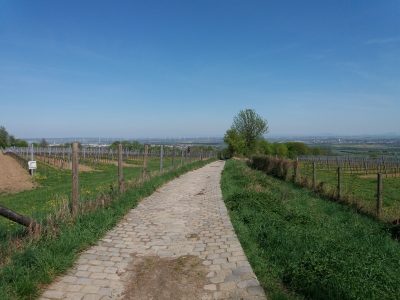 Kallusweg am Bisamberg