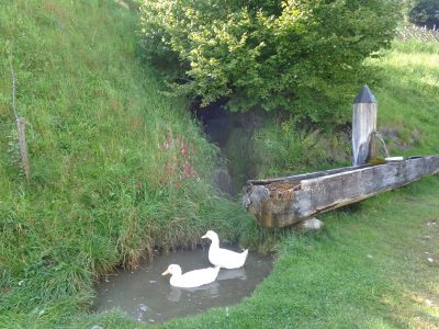 Spaß am Entenbrunnen