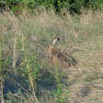 Der Hase von Kaisermühlen