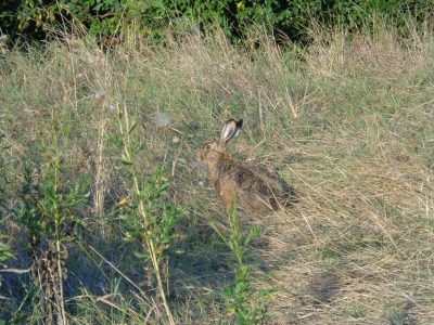 Der Hase von Kaisermühlen