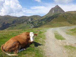 Die Kuh und der Große Rettenstein