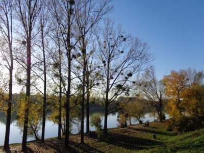 Donauufer in der Lobau