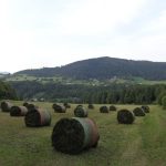 Heuballen bei Waidmannsfeld