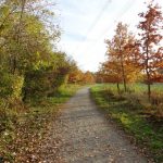 Radweg durch die Wiener Lobau