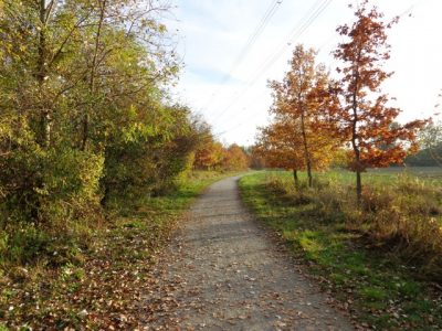 Radweg durch die Wiener Lobau