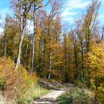 Stadtwanderweg im Schottenwald