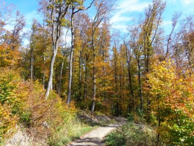 Stadtwanderweg im Schottenwald