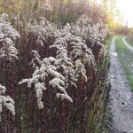 Wanderweg in der Lobau