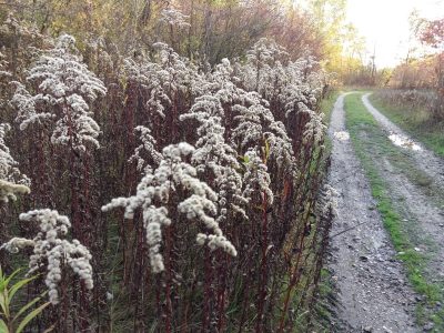 Wanderweg in der Lobau