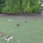 Wildtiere im Naturpark Sparbach