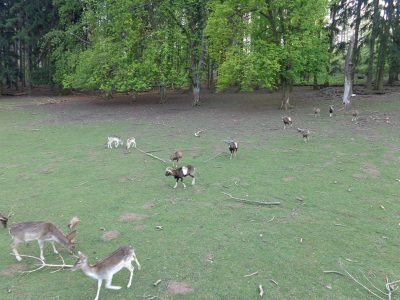 Wildtiere im Naturpark Sparbach