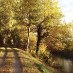 Herbst am Marchfeldkanal