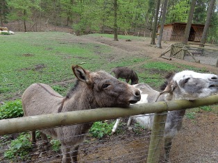 Esel im Naturpark Sparbach