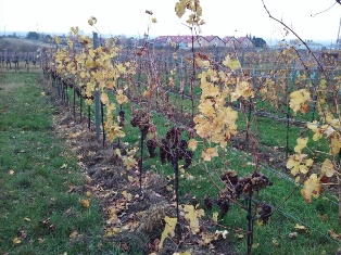 Weinberge im Spätherbst