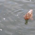 Ente auf der Donau