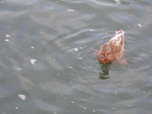 Ente auf der Donau