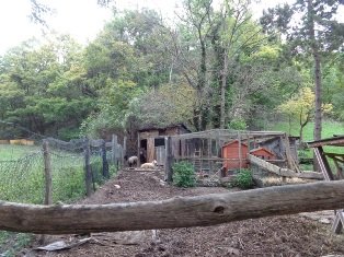 Tiere am Waldbachsteig