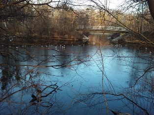 Vögel am winterlichen Heustadlwasser