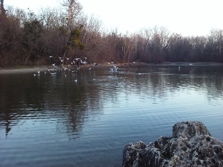 Vögel überwintern an der Rosenlacke