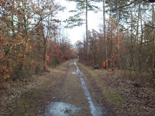 Feuchte Wege im Silberwald