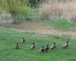 Entenmarsch im Donaupark