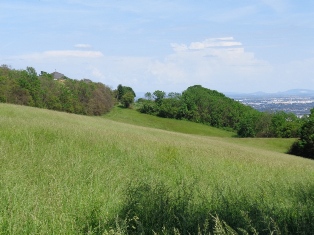 Wiese am Cobenzl