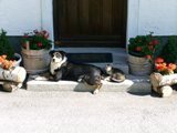 Hund und Katz in Unterberg