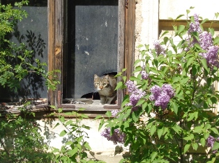 Die Katze von Seyring