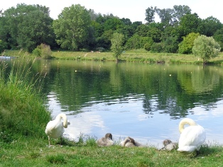 Schwäne an der Neuen Donau