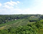 Weinberge am Nussberg