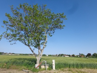 Baum bei Markgrafneusiedl