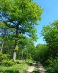 Wanderweg am Geißberg