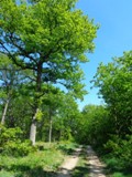 Wanderweg am Geißberg