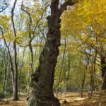 Baum im Schottenwald