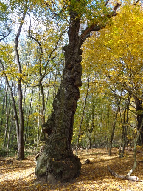 Baum im Schottenwald