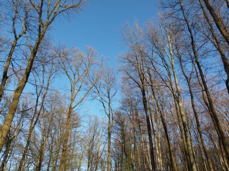 Baumkronen im Lainzer Tiergarten