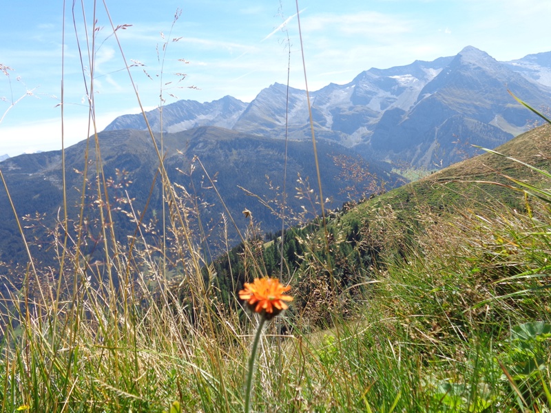 Auf der Bergweide