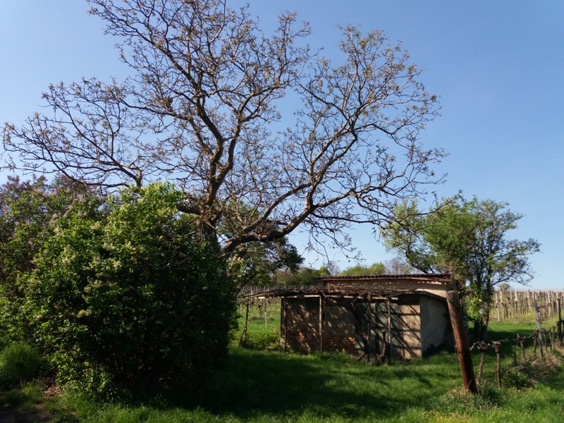 Garten bei Stammersdorf