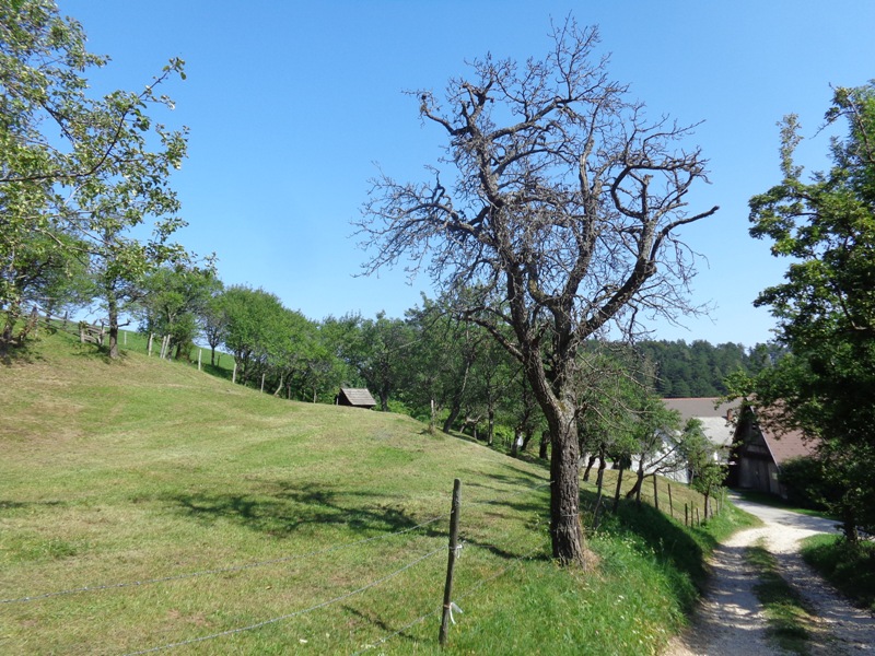 Gutenmann Mohrkapelle