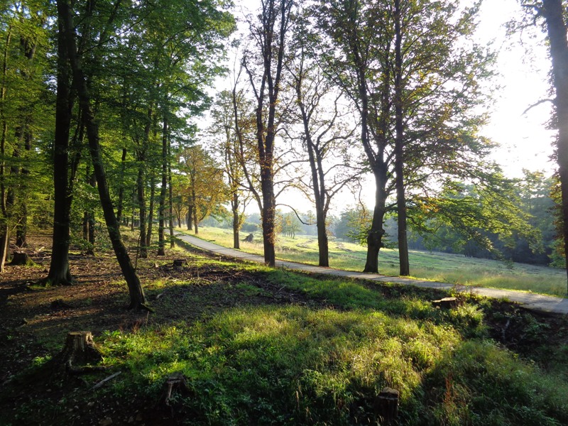 Im Lainzer Tiergarten