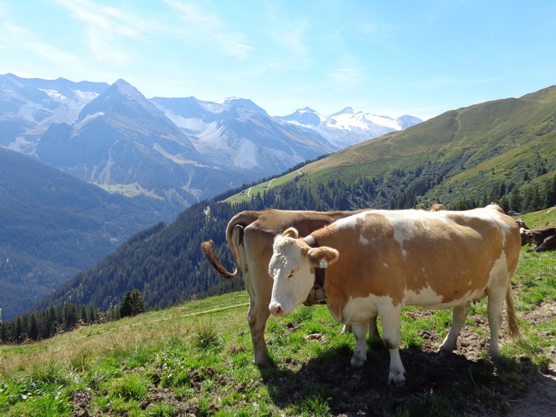 Kühe auf der Eggalm