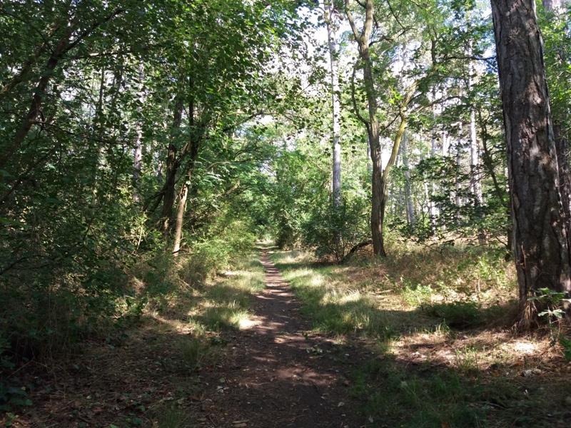 Laubwald in Deutsch Wagram