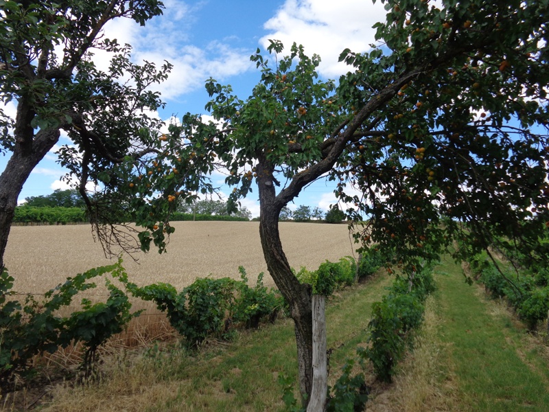 Obstbäume in Jedenspeigen