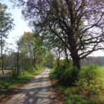 Radweg in der Lobau