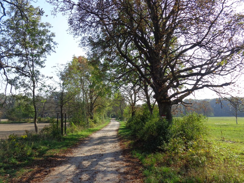 Radweg in der Lobau