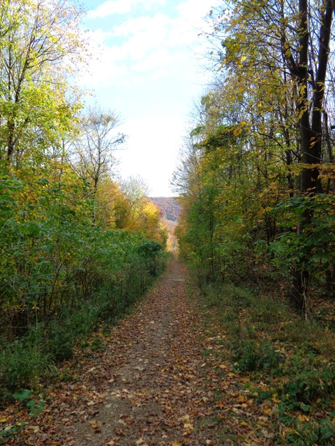 Wandern im Schottenwald