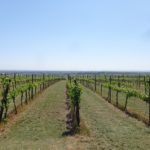 Weinberge bei Matzen