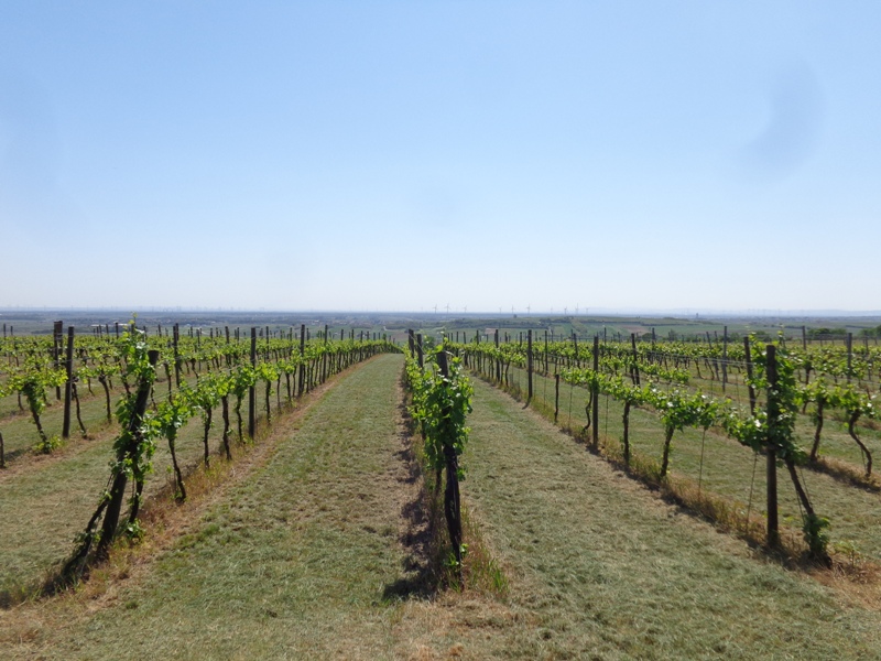 Weinberge bei Matzen